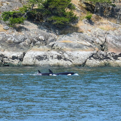 [2026] San Juan Island